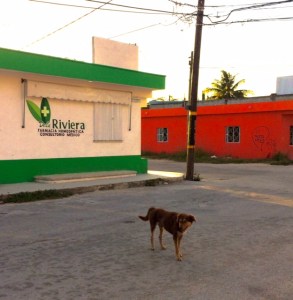Dogs of Mexico