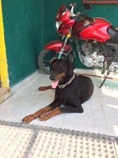 Hashish the Loco Changa Dive Shop